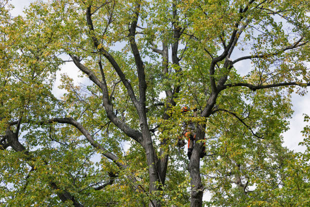 Best Hazardous Tree Removal  in Cienegas Terrace, TX